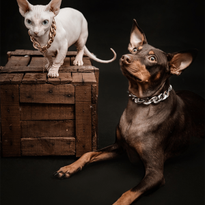 Sphynx Cat With Doberman